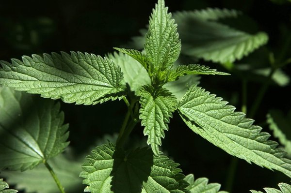 Welche spezifischen Kräuter unterstützen die Leberentgiftung?